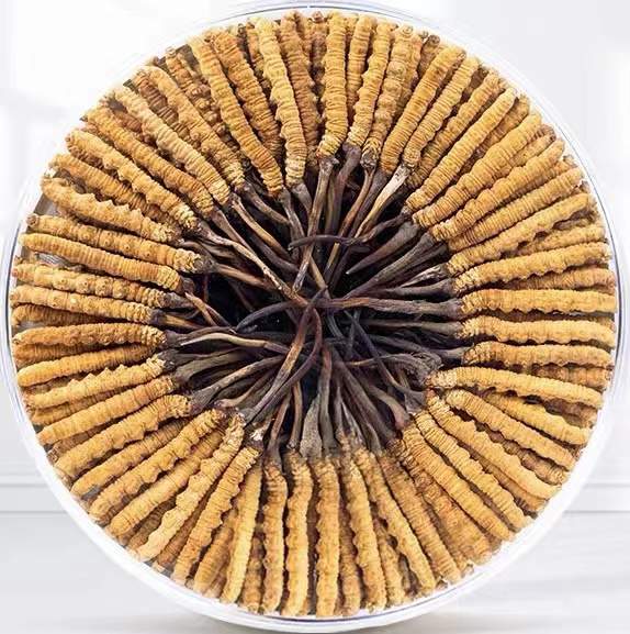 增城冬虫夏草回收